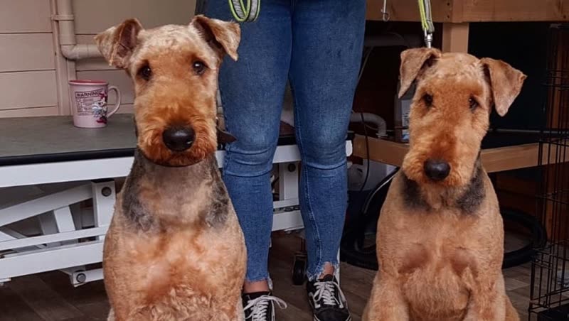 Two freshly groomed terriers sitting in the salon beside the grooming table