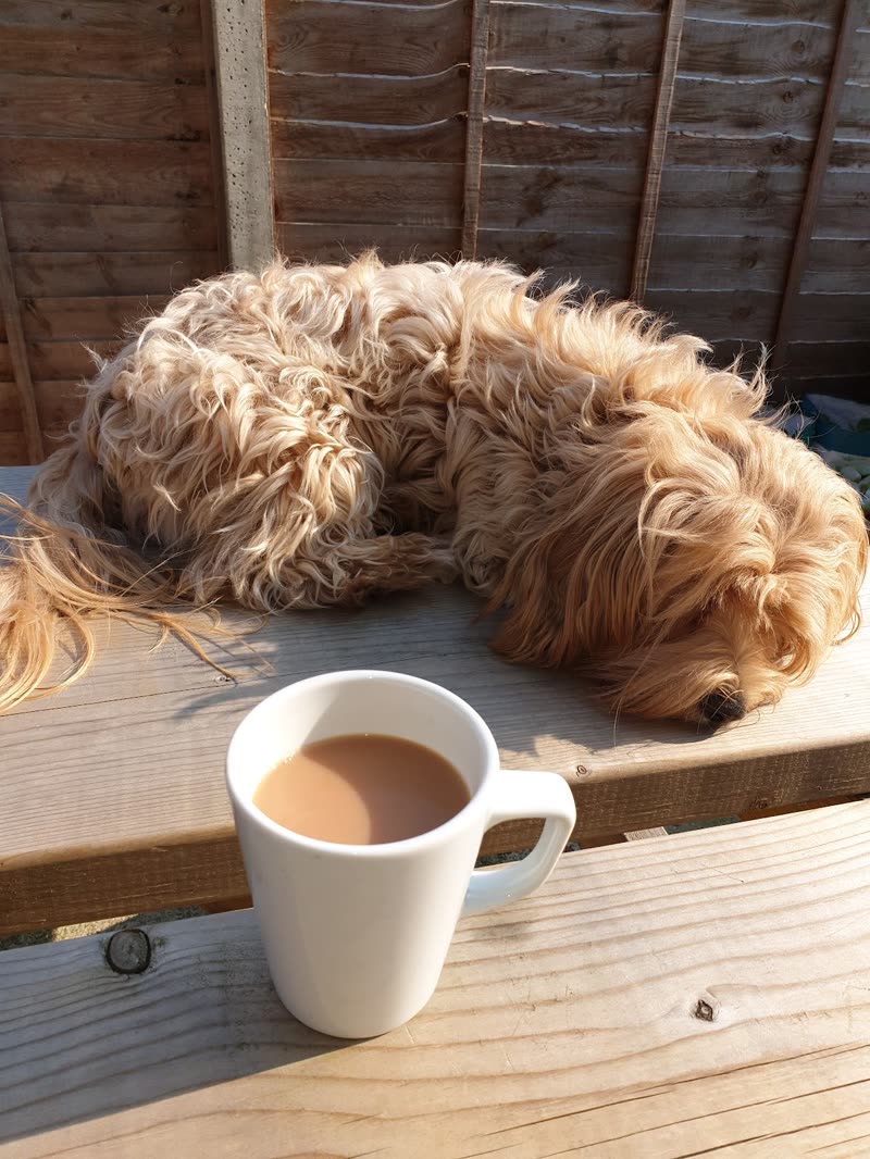 A shaggy apricot cockapoo asleep on a garden bench beside a mug of tea, before its groom
