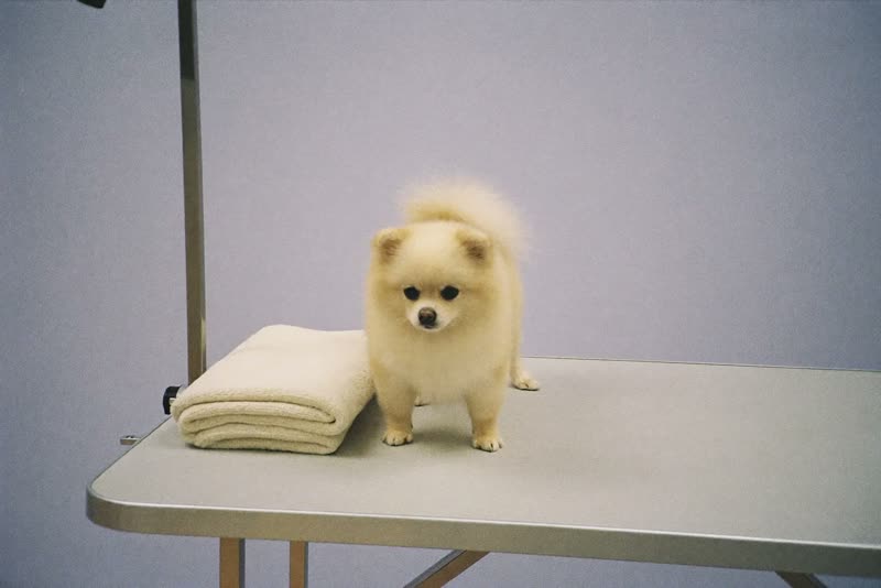 A calm dog waiting on the grooming table