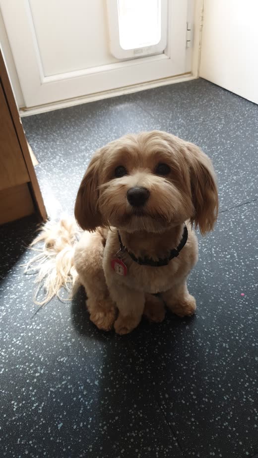 A freshly trimmed cream cockapoo sitting on the salon floor after a full groom