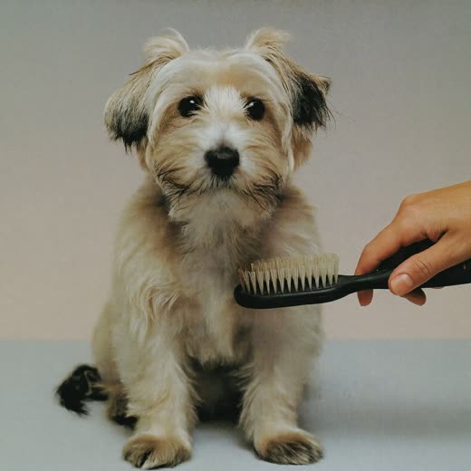 A terrier being brushed out mid-groom